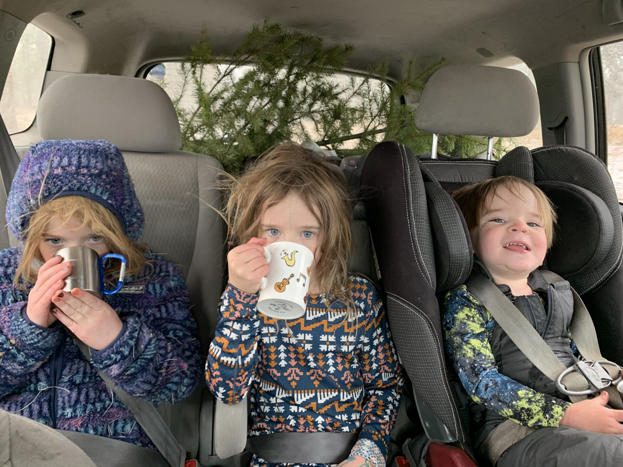 Christmas Tree Hunting