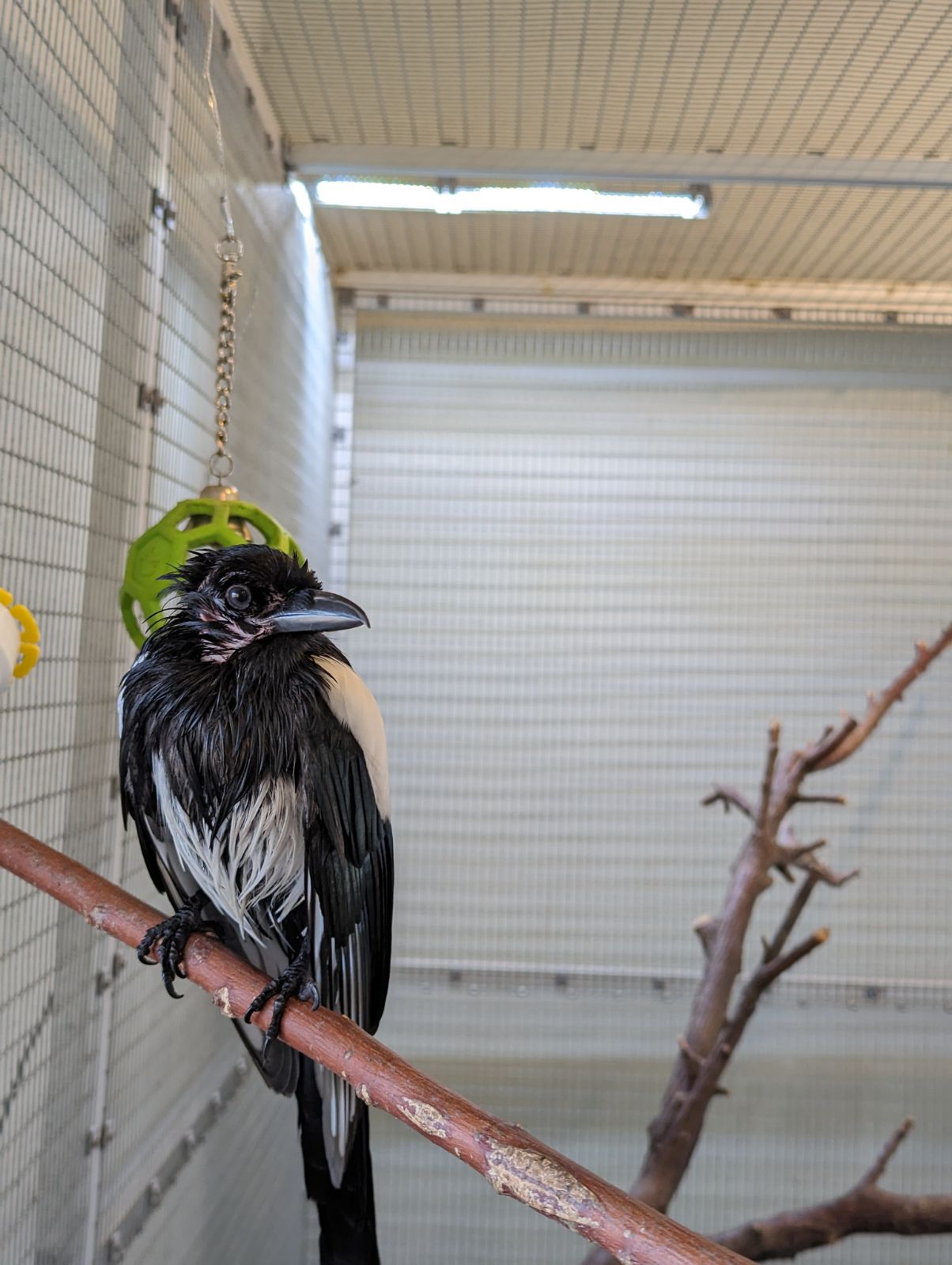 Black-billed magpie Pica