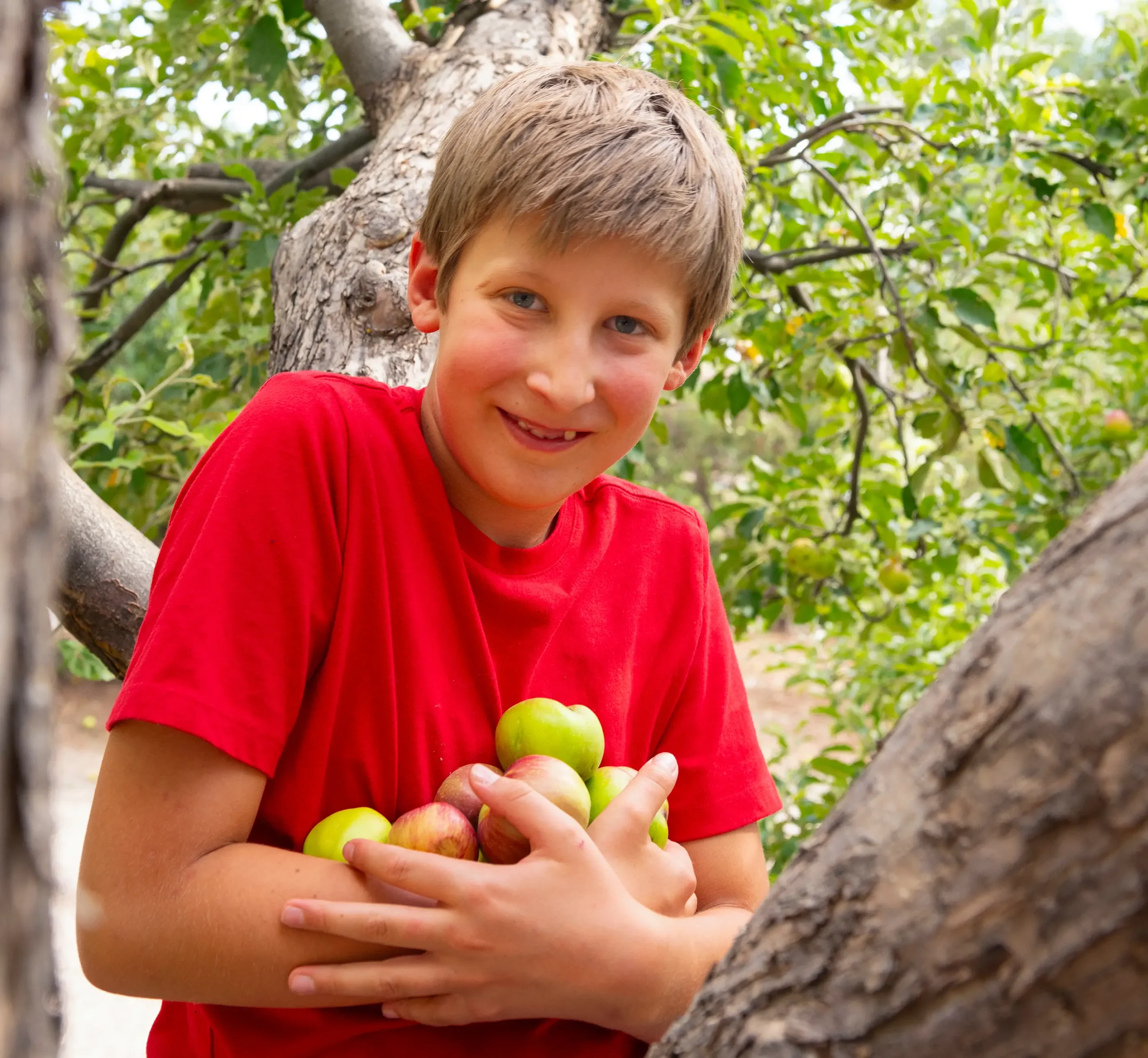 Jay_5_kl Jay Baca harvesting apples.